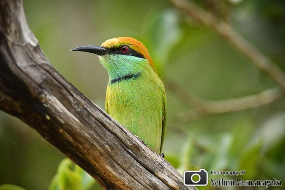 Birds Paradise Yala & Safari Tissamaharama Buitenkant foto